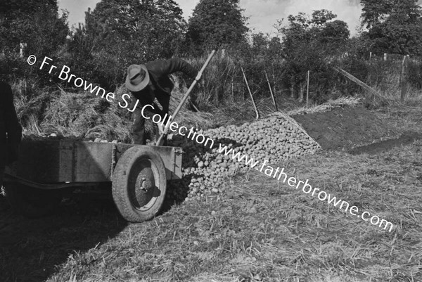 'TATIE' CROPPING  HARVESTING POTATOES MAN SHOVELING POTATOES